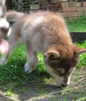 K-Wurf 7 Wochen (16)