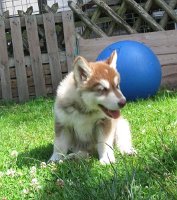 K-Wurf 7 Wochen (17)