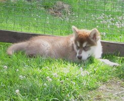 K-Wurf 7 Wochen (18)