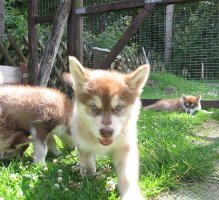 K-Wurf 7 Wochen (19)