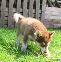 K-Wurf 7 Wochen (20)