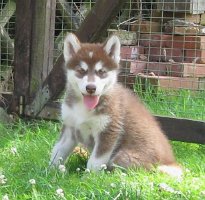 K-Wurf 7 Wochen (25)