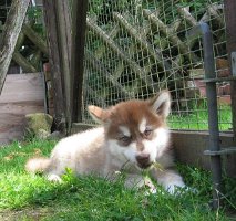 K-Wurf 7 Wochen (27)