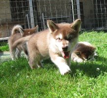 K-Wurf 7 Wochen (28)