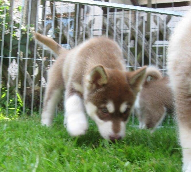 K-Wurf 8 Wochen (10)