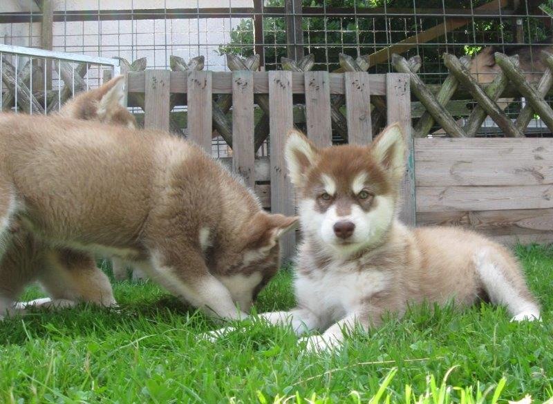 K-Wurf 8 Wochen (12)