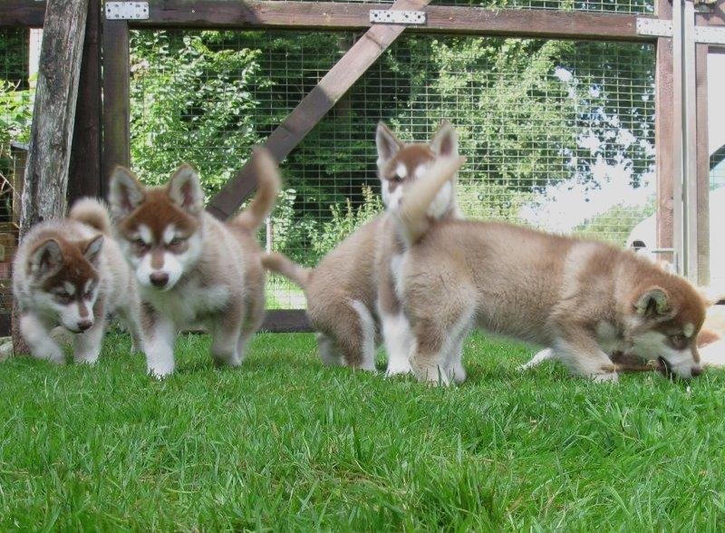 K-Wurf 8 Wochen (13)