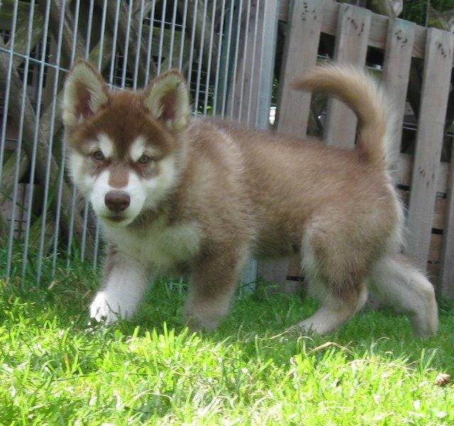 K-Wurf 8 Wochen (14)