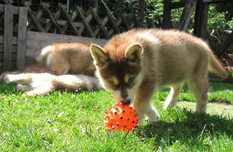 K-Wurf 8 Wochen (15)