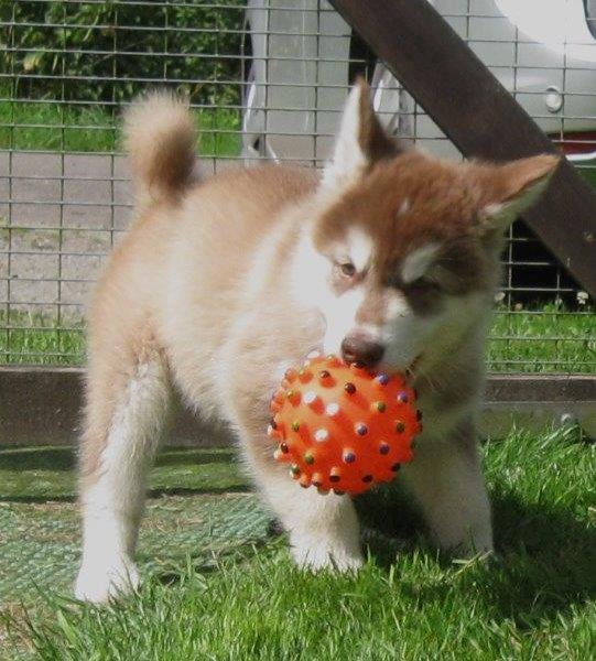 K-Wurf 8 Wochen (16)