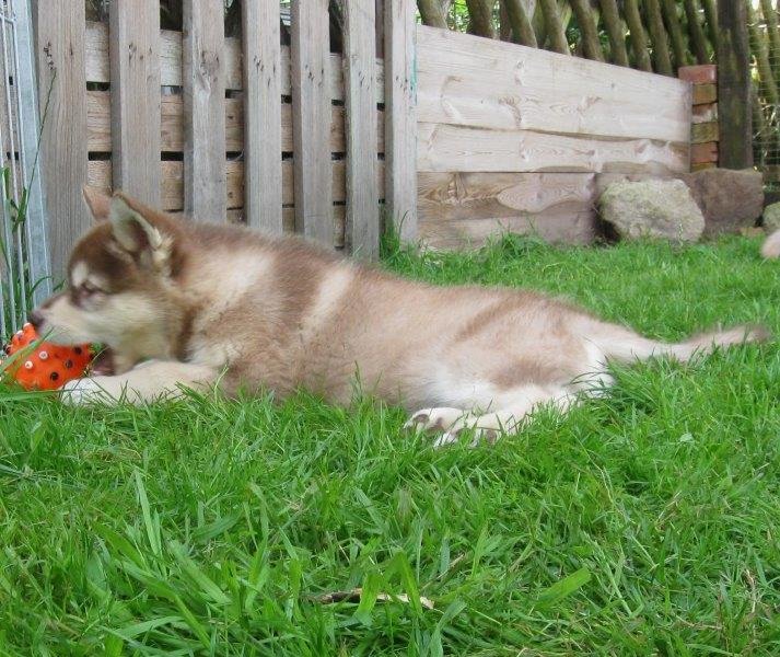 K-Wurf 8 Wochen (17)