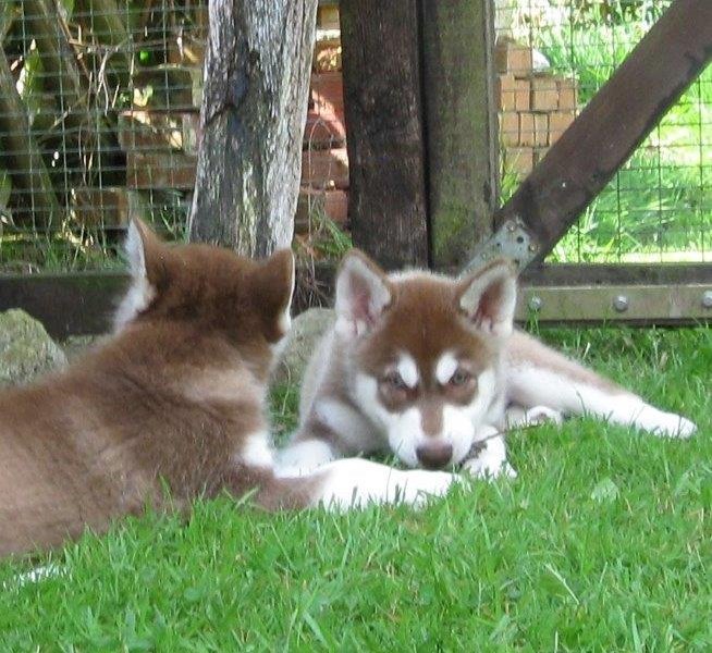 K-Wurf 8 Wochen (19)