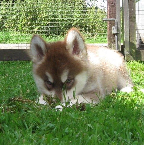 K-Wurf 8 Wochen (20)