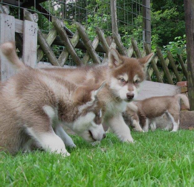 K-Wurf 8 Wochen (22)