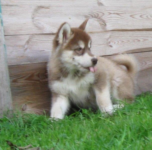 K-Wurf 8 Wochen (24)