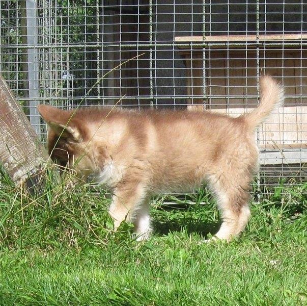 K-Wurf 8 Wochen (25)