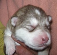 L Wurf 1 Woche (10)-1