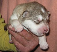 L Wurf 1 Woche (11)-1