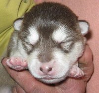 L Wurf 1 Woche (12)-1