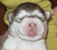 L Wurf 1 Woche (14)-1