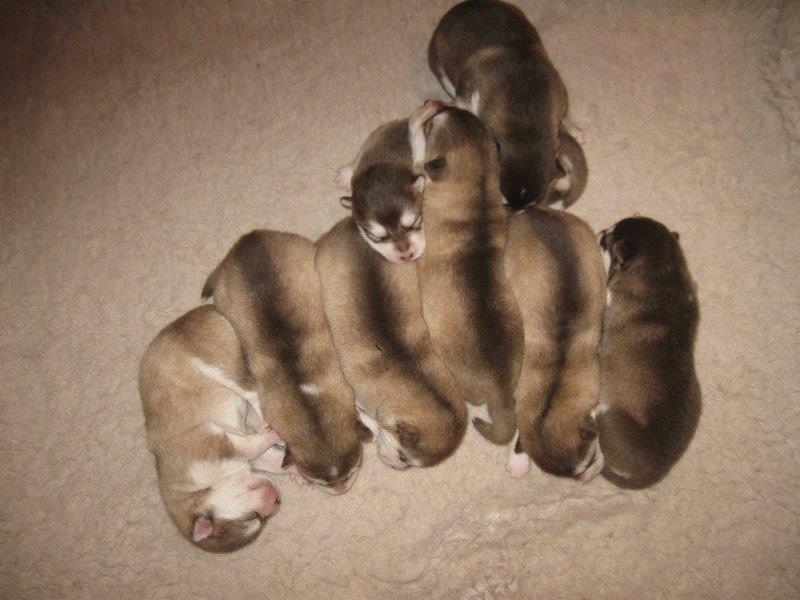 L Wurf 1 Woche (20)-1