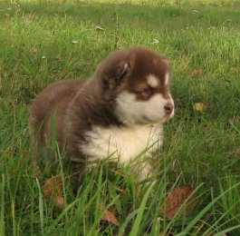 Danko 5 Wochen 001.jpg