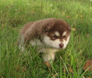 Danko 5 Wochen 002.jpg