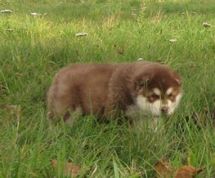 Danko 5 Wochen 005.jpg