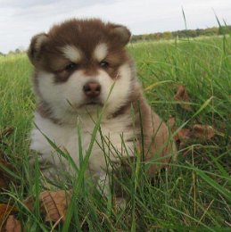 Danko 5 Wochen 010.jpg