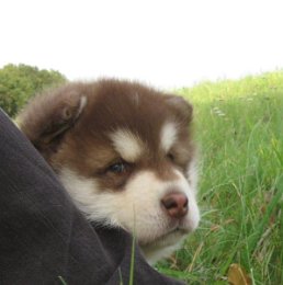 Danko 5 Wochen 011.jpg