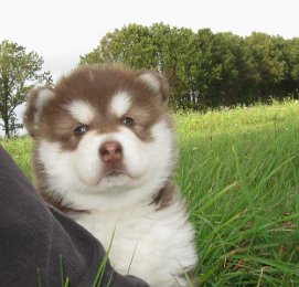 Danko 5 Wochen 012.jpg