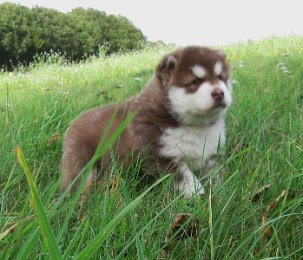 Danko 5 Wochen 013.jpg