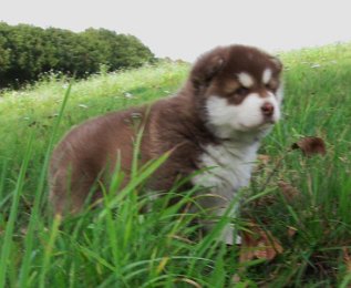 Danko 5 Wochen 014.jpg