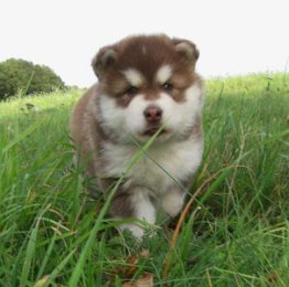 Danko 5 Wochen 015.jpg