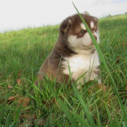 Danko 5 Wochen 017.jpg