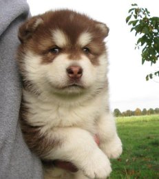 Danko 5 Wochen 019.jpg