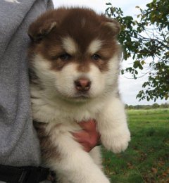 Danko 5 Wochen 020.jpg