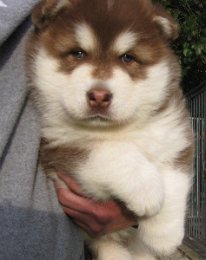 Danko 5 Wochen 021.jpg