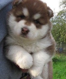 Danko 5 Wochen 024.jpg