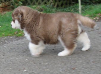 Danko 5 Wochen 026.jpg