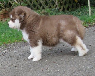 Danko 5 Wochen 027.jpg