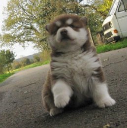 Danko 5 Wochen 029.jpg