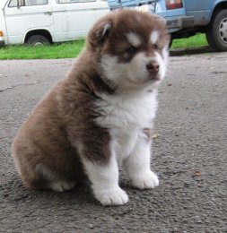 Danko 5 Wochen 031.jpg