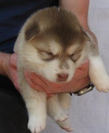 F-Wurf 3 Wochen 001.jpg