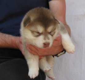 F-Wurf 3 Wochen 002.jpg