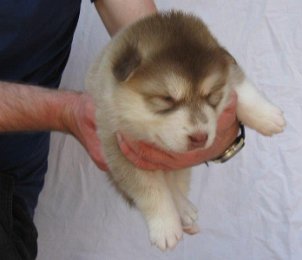 F-Wurf 3 Wochen 003.jpg