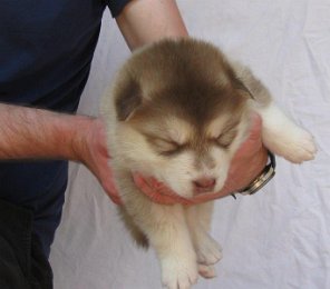 F-Wurf 3 Wochen 004.jpg