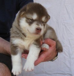 F-Wurf 3 Wochen 005.jpg