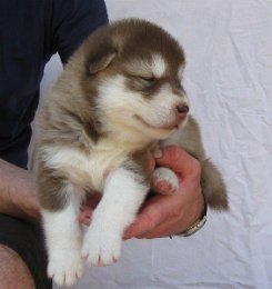 F-Wurf 3 Wochen 006.jpg