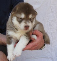 F-Wurf 3 Wochen 007.jpg